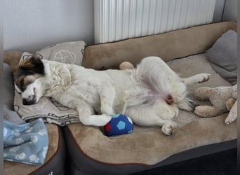 Suki, liebe, sehr soziale, katzenverträgliche Hündin