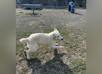 Mila, freundliche, sehr soziale Junghündin sucht Traumplatz