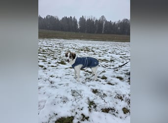 Suki, liebe, sehr soziale, katzenverträgliche Hündin