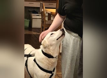 Mila, freundliche, sehr soziale Junghündin sucht Traumplatz