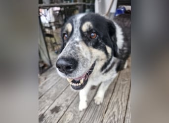 Manny Traumhund sucht Traumfamilie
