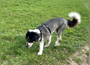 Manny Traumhund sucht Traumfamilie
