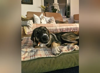 Sunny, liebe, sehr soziale und katzenverträglich Junghündin