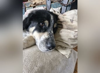 Manny Traumhund sucht Traumfamilie