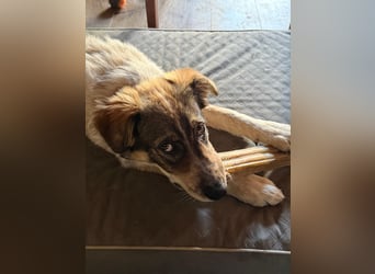 Poldi, sehr lieber, sozialer, katzenverträglicher Junghund