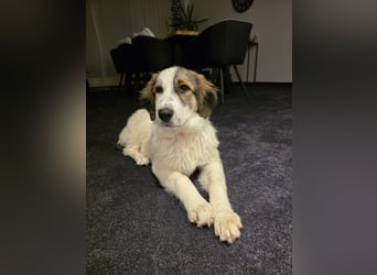 Suki, liebe, sehr soziale, katzenverträgliche Hündin