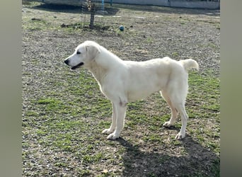 Mila, freundliche, sehr soziale Junghündin sucht Traumplatz