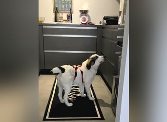 Suki, liebe, sehr soziale, katzenverträgliche Hündin