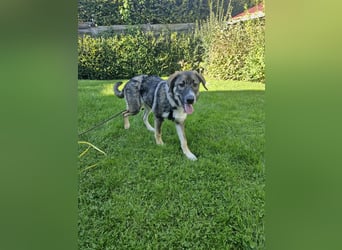 Sunny, liebe, sehr soziale und katzenverträglich Junghündin