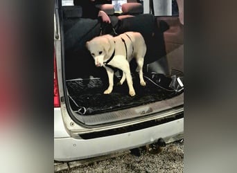 Mila, freundliche, sehr soziale Junghündin sucht Traumplatz