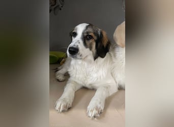 Suki, liebe, sehr soziale, katzenverträgliche Hündin