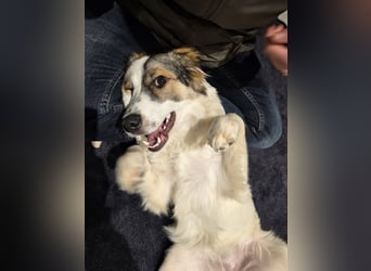 Suki, liebe, sehr soziale, katzenverträgliche Hündin