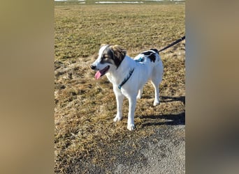 Suki, liebe, sehr soziale, katzenverträgliche Hündin