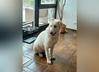 Mila, freundliche, sehr soziale Junghündin sucht Traumplatz