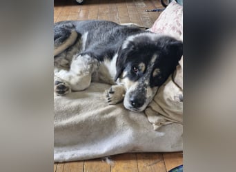 Manny Traumhund sucht Traumfamilie