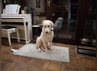 Mila, freundliche, sehr soziale Junghündin sucht Traumplatz