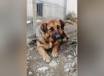 BEA - liebevolle Hündin sucht Kuschelpartner