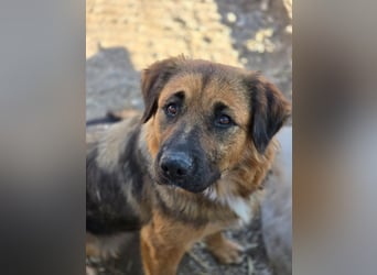 BEA - liebevolle Hündin sucht Kuschelpartner