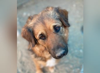 BEA - liebevolle Hündin sucht Kuschelpartner