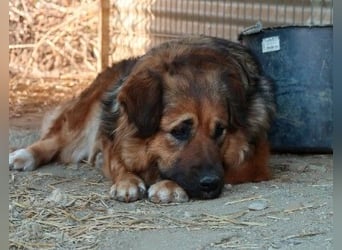 BEA - liebevolle Hündin sucht Kuschelpartner