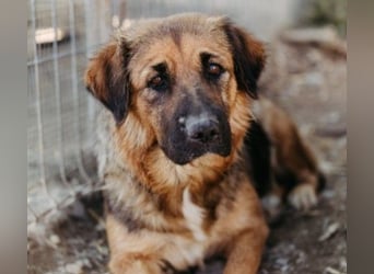 BEA - liebevolle Hündin sucht Kuschelpartner