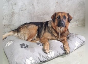 BEA - liebevolle Hündin sucht Kuschelpartner