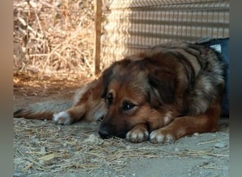 BEA - liebevolle Hündin sucht Kuschelpartner