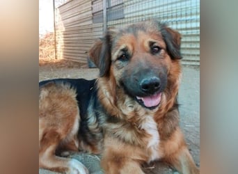 BEA - liebevolle Hündin sucht Kuschelpartner