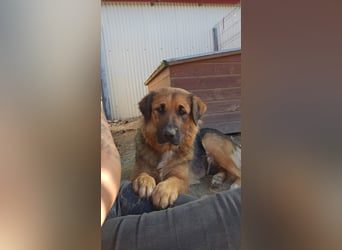 BEA - liebevolle Hündin sucht Kuschelpartner