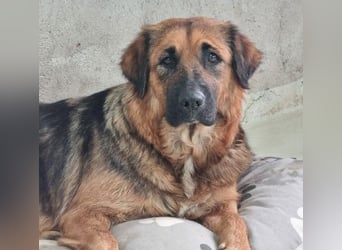 BEA - liebevolle Hündin sucht Kuschelpartner