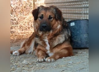 BEA - liebevolle Hündin sucht Kuschelpartner
