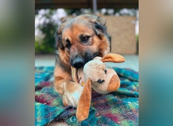 BEA - liebevolle Hündin sucht Kuschelpartner