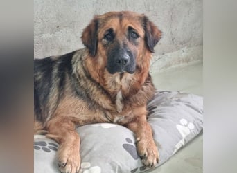 BEA - liebevolle Hündin sucht Kuschelpartner