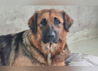BEA - liebevolle Hündin sucht Kuschelpartner