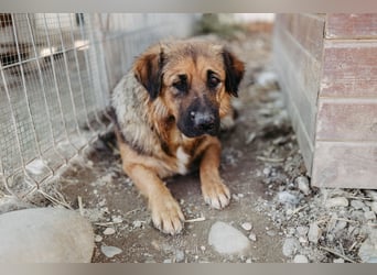 BEA - liebevolle Hündin sucht Kuschelpartner