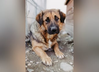 BEA - liebevolle Hündin sucht Kuschelpartner