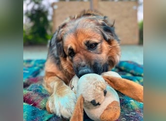 BEA - liebevolle Hündin sucht Kuschelpartner