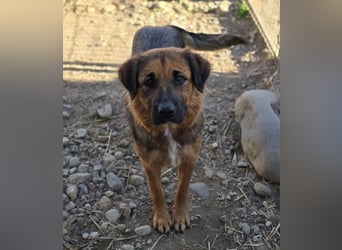 BEA - liebevolle Hündin sucht Kuschelpartner