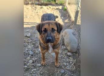 BEA - liebevolle Hündin sucht Kuschelpartner