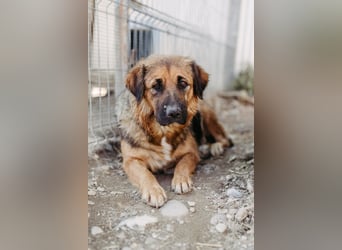 BEA - liebevolle Hündin sucht Kuschelpartner