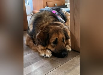BEA - liebevolle Hündin sucht Kuschelpartner