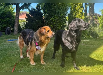 BEA - liebevolle Hündin sucht Kuschelpartner