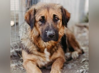 BEA - liebevolle Hündin sucht Kuschelpartner