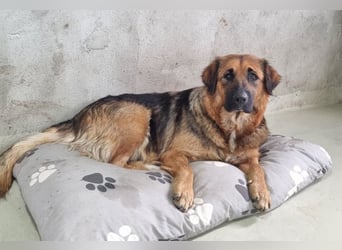 BEA - liebevolle Hündin sucht Kuschelpartner