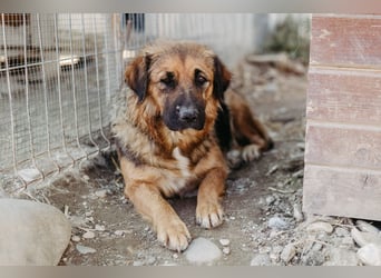BEA - liebevolle Hündin sucht Kuschelpartner