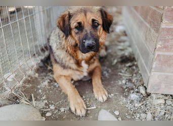 BEA - liebevolle Hündin sucht Kuschelpartner