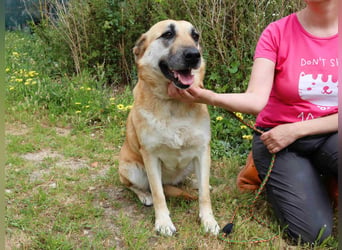 | Maria • Nelly • Gaia | ♦️ 3 von ~ 650 Hunden in der Cantinho da Milu ♦️