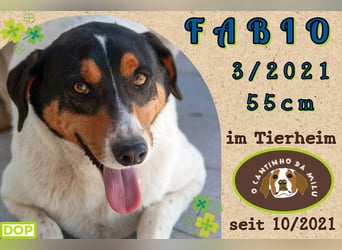 muss schon lange warten ❗️FABIO - Tierheim Cantinho da Milu
