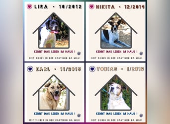 Seniorin Nikita ❤️ hatte ein gutes Zuhause bis ihre Besitzerin verstarb