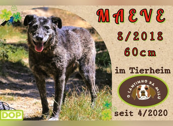 muss schon lange warten ❗️MAEVE - Tierheim Cantinho da Milu